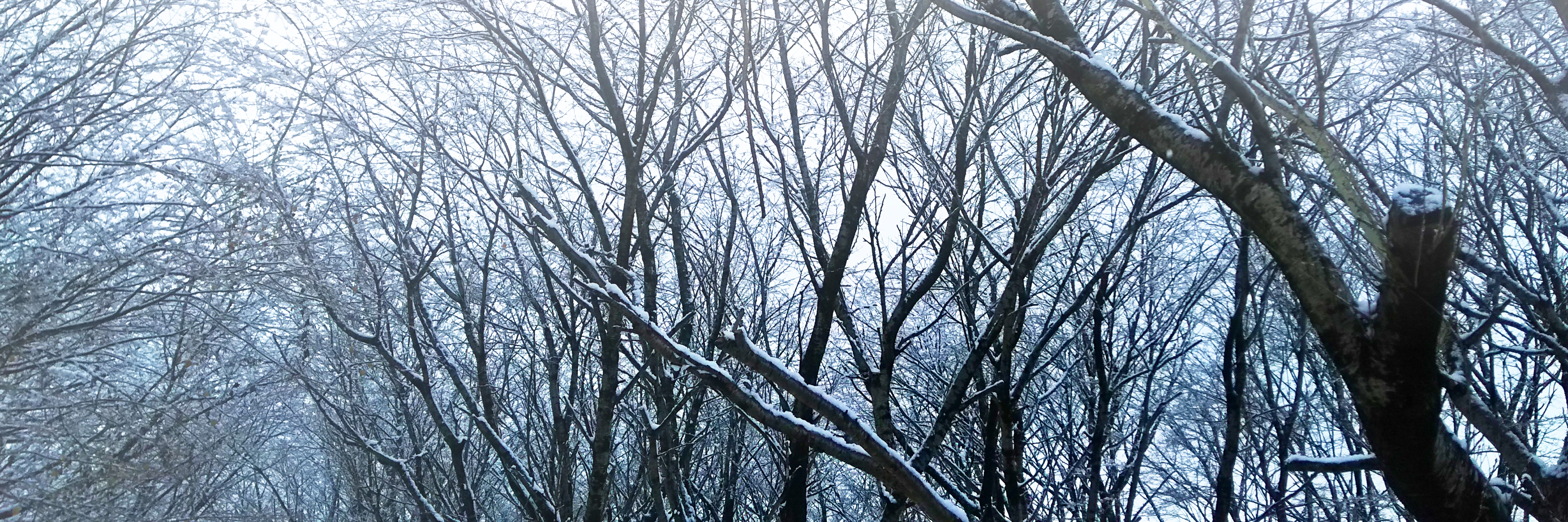 雪の積もった木立