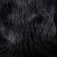 暗闇に浮かび上がる樹木の幹